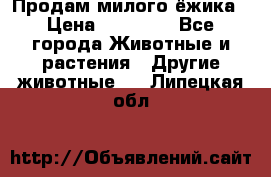 Продам милого ёжика › Цена ­ 10 000 - Все города Животные и растения » Другие животные   . Липецкая обл.